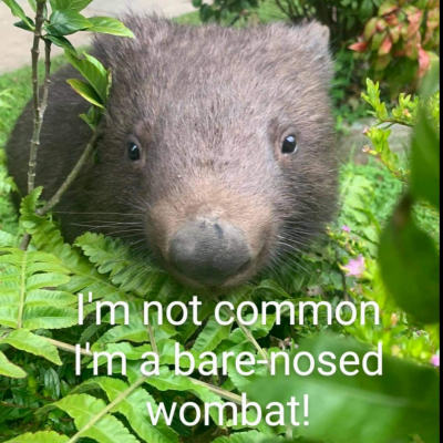 Bare-nosed Wombats- Not Common!